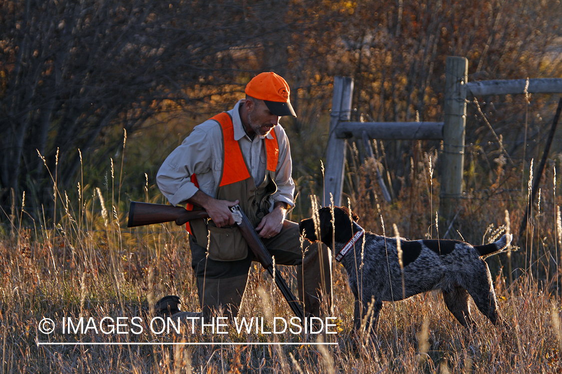 Upland game bird hunter in field with Griffon Pointer.