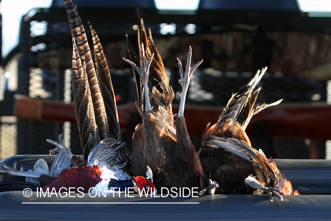 Bagged pheasants on ATV.