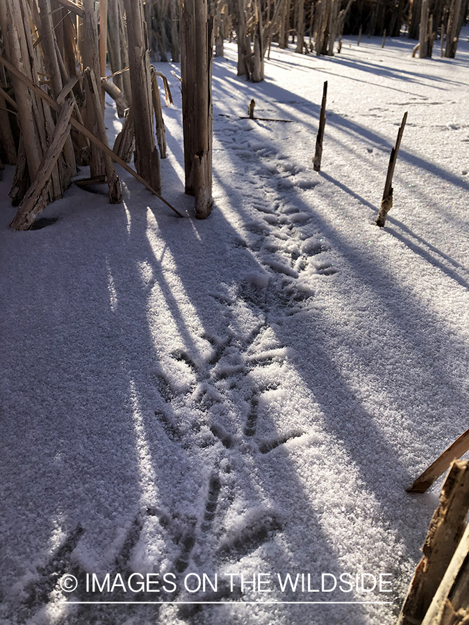 Pheasant trail in snow.