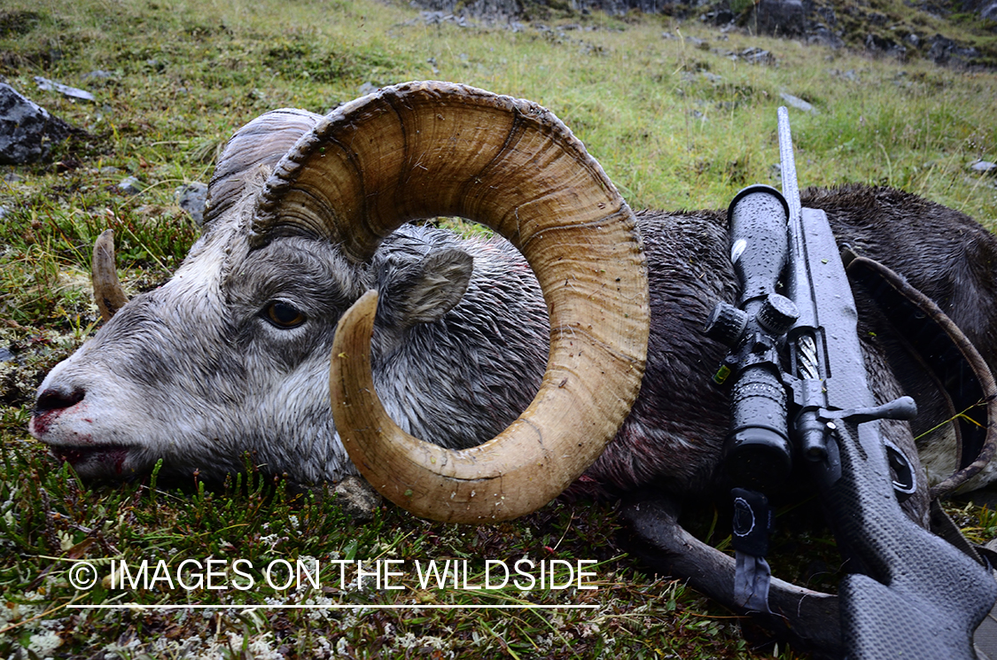 Stone sheep and Mountain goat hunting.