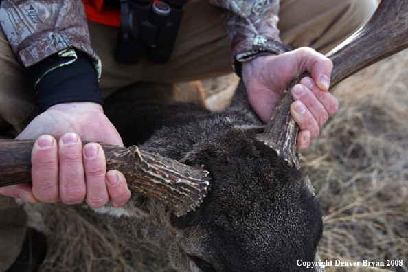 Hunter with Mule Deer