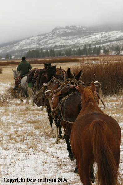 Elk hunters with bagged elk in horse packstring.  