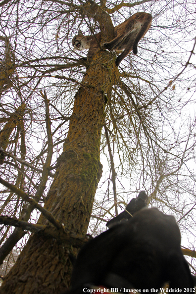 Hound barking at treed mountain lion. 