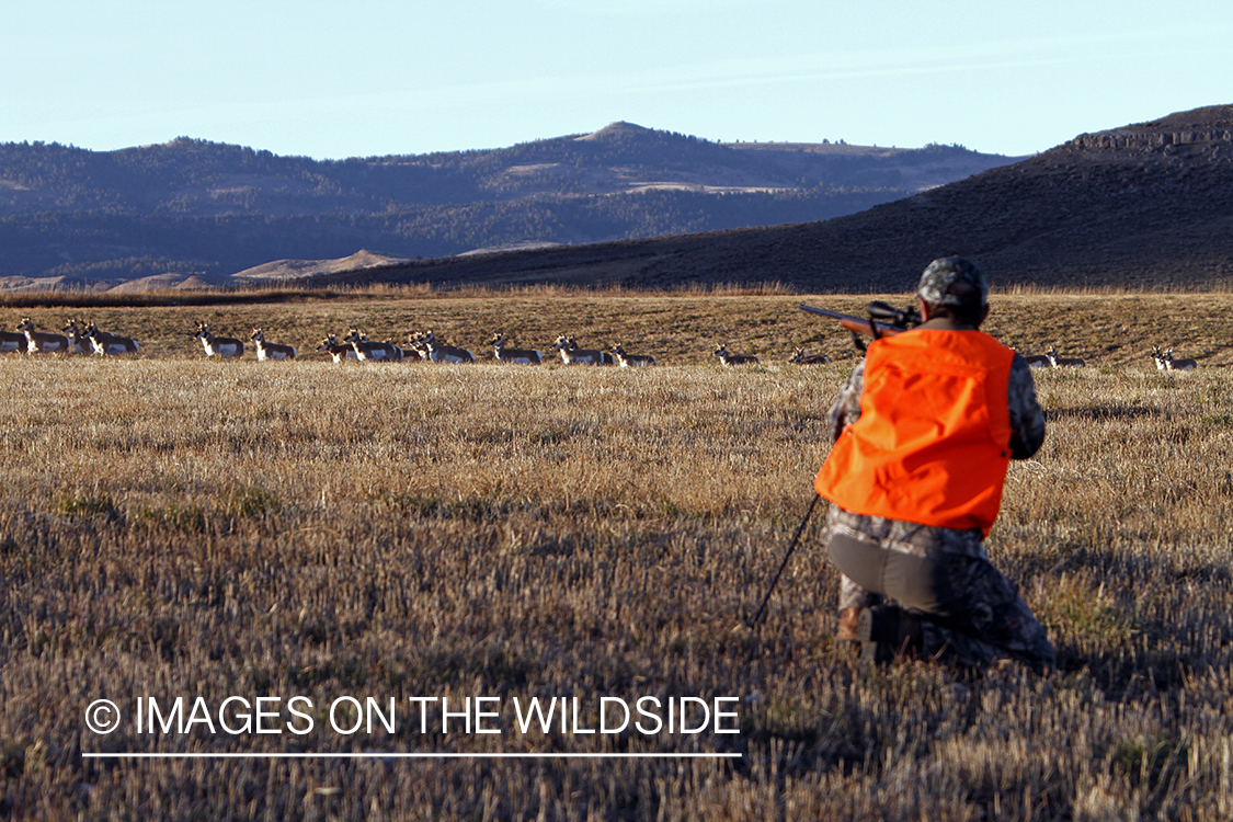 Pronghorn Antelope hunter shooting fleeing antelope in field.