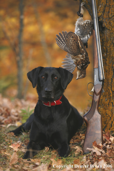 Black Labrador Retriever with bagged grouse and gun in woods