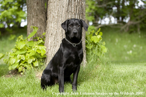 Black Labrador Retriever