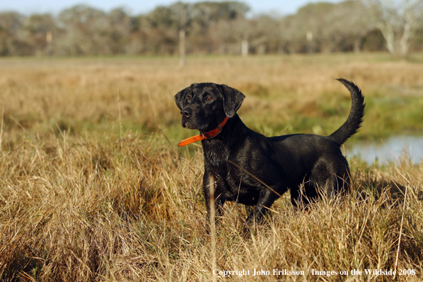 Black Labrador Retriever in field