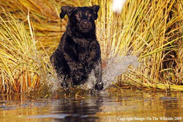 Black Labrador Retriever