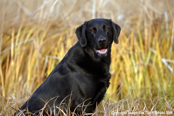 Black Labrador Retriever