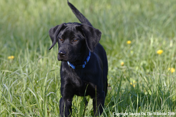 Black Labrador Retriever in field