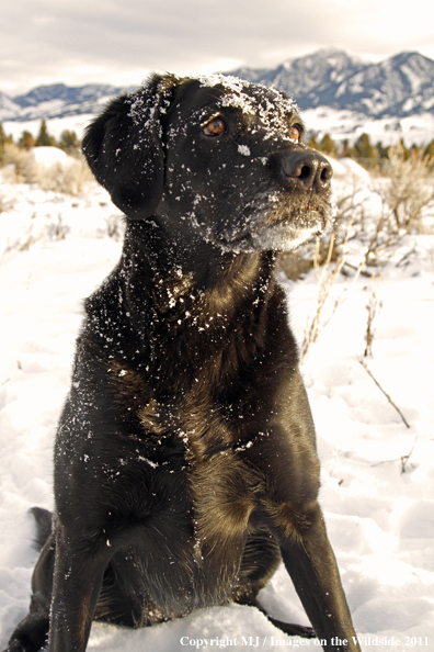 Black Labrador Retriever in winter. 