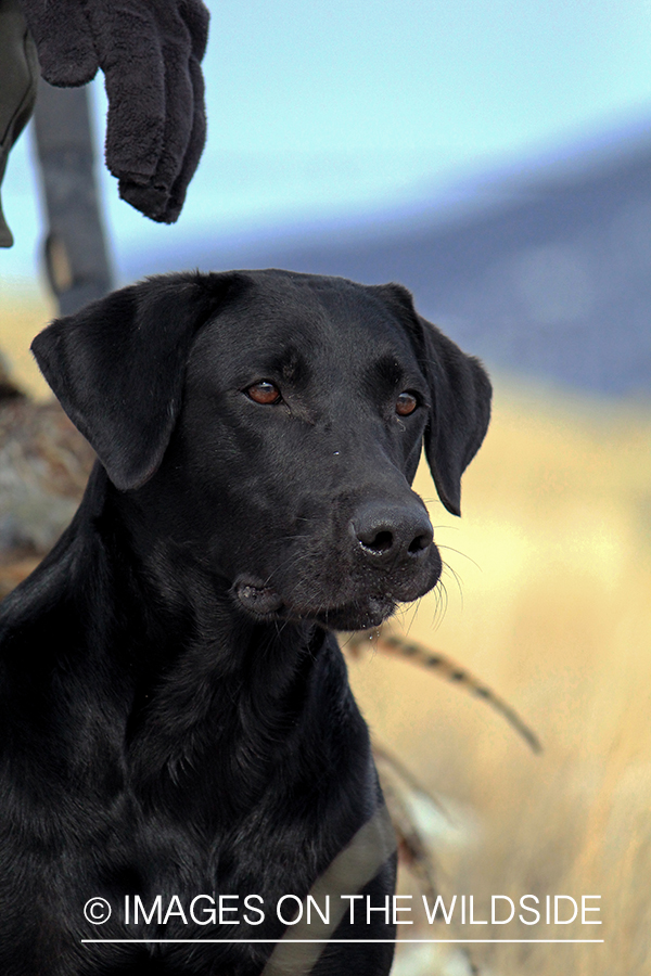 Black Lab in field.