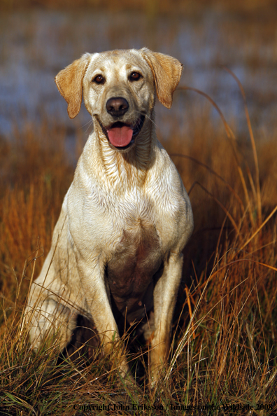 Yellow Labrador Retriever in field