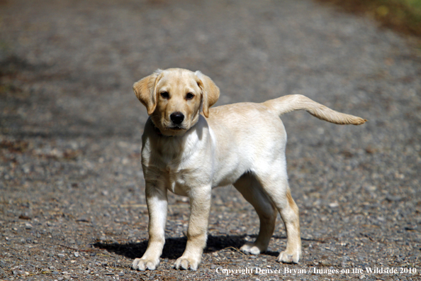 Yellow Labrador Retriever Puppy 