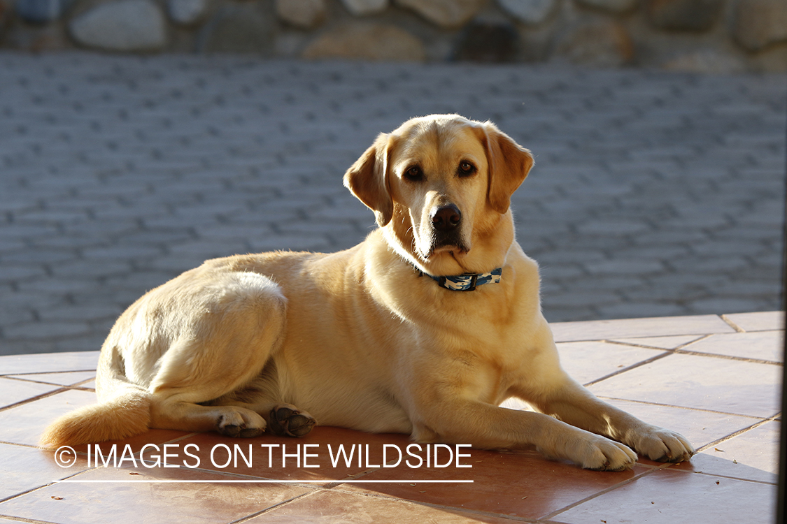 Yellow lab laying on tile.