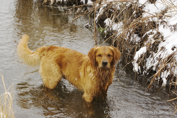 Golden Retriever in stream.