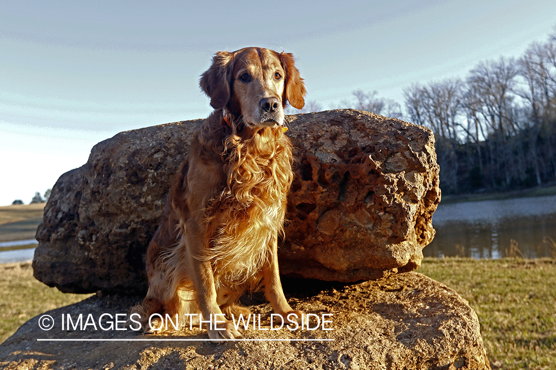 Golden Retriever sitting on rock.