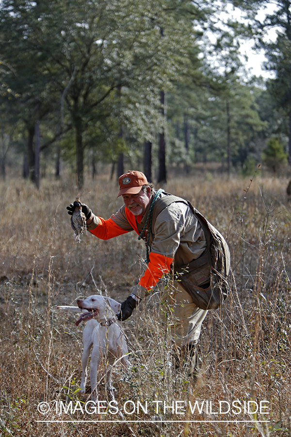 English pointer retrieving bagged bobwhite quail.