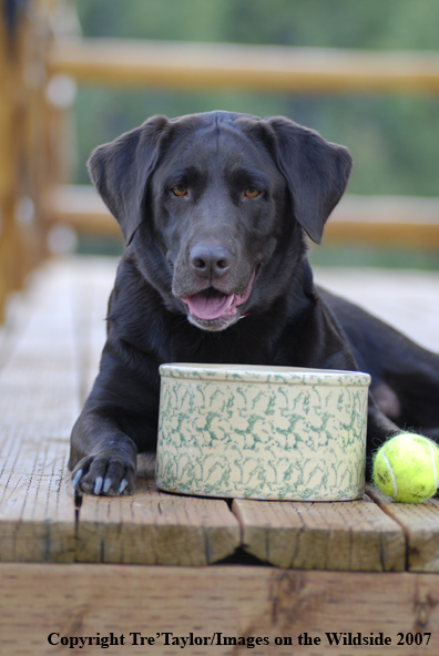 Chocolate Labrador Retriever 