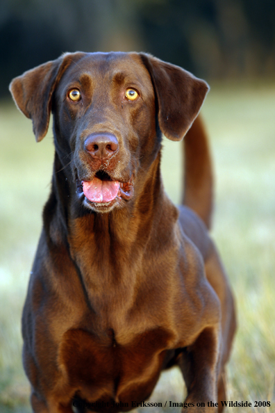 Chocolate Labrador Retriever in field