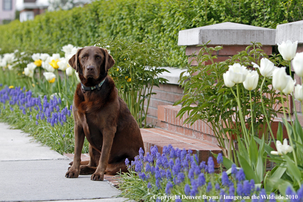 Chocolate Labrador Retriever