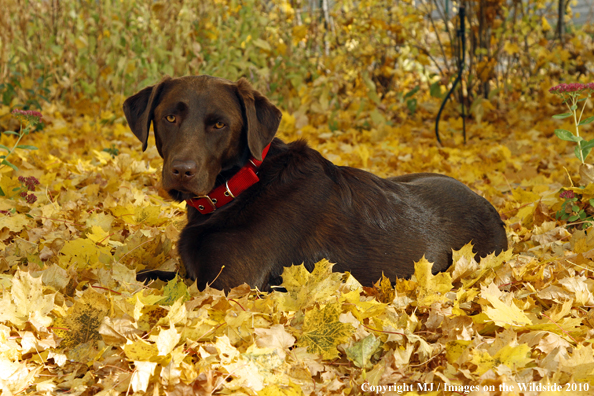 Chocolate Labrador Retriever