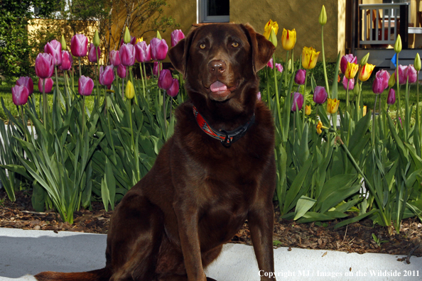 Chocolate Labrador Retriever.