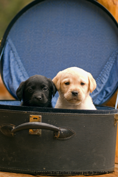 Labrador Puppies