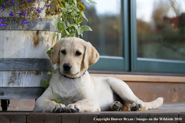 Yellow Labrador Retriever Puppy