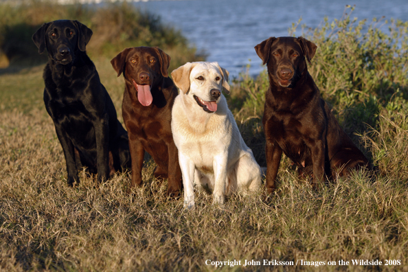 Labrador Retrievers in field
