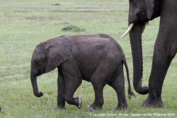 African Elephant (calf with cow)