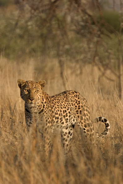 Leopard in habitat. Africa