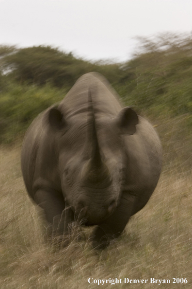 Black rhino in Africa.