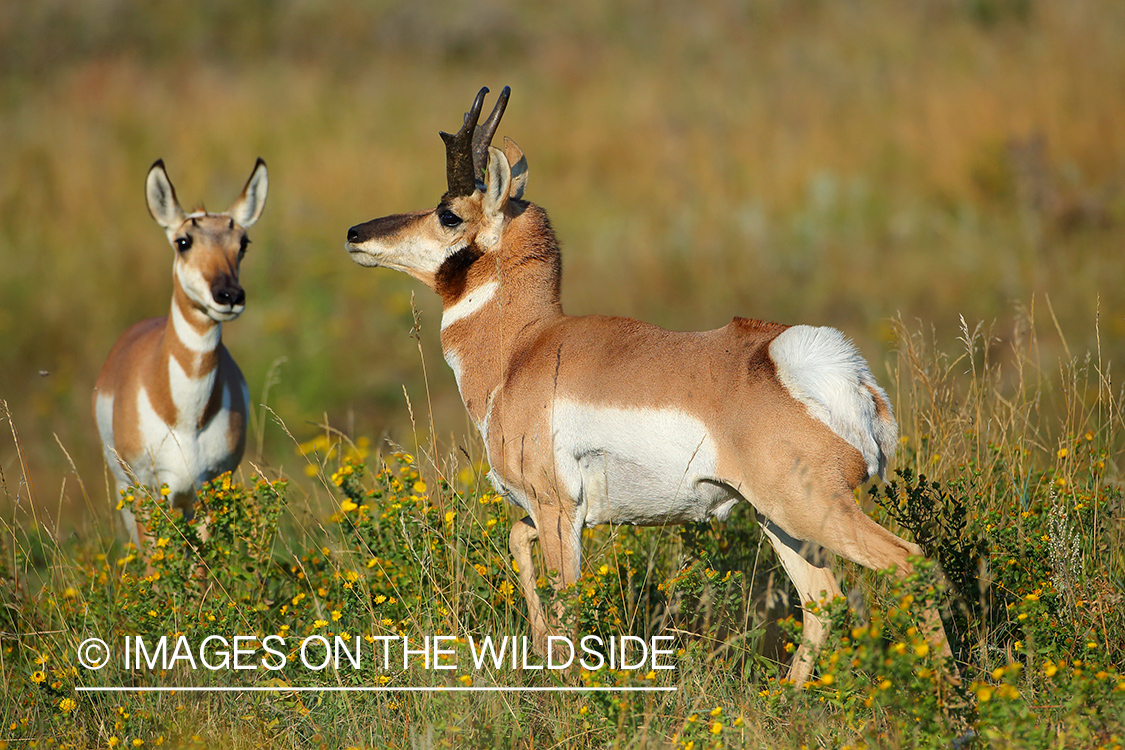 Pronghorn Antelope in habitat.