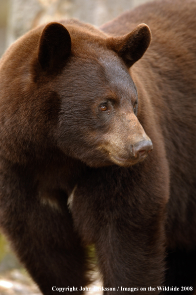 Black Bear in habitat