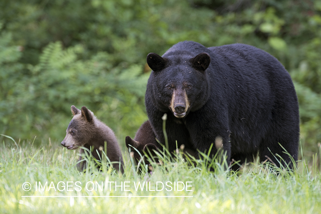 Black Bear with cubs in habitat.