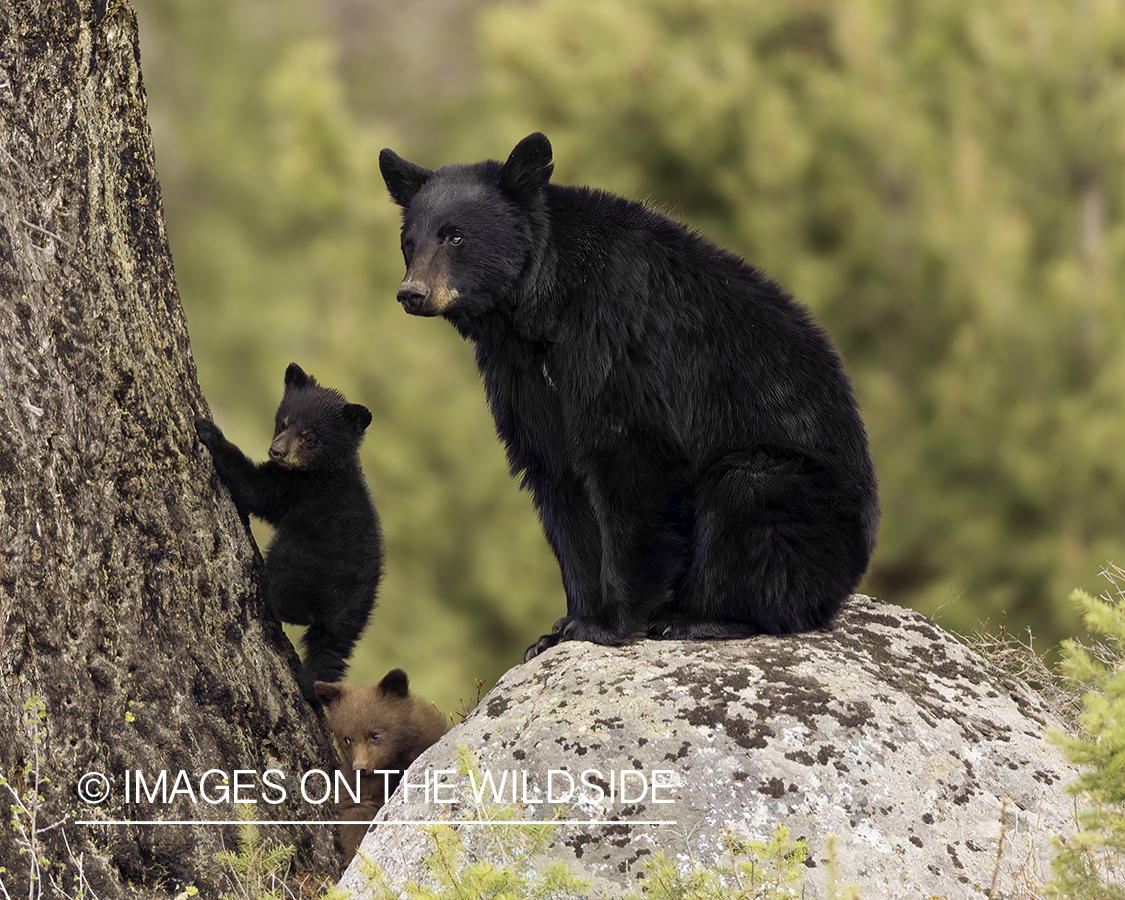 Black bear sow with cub.