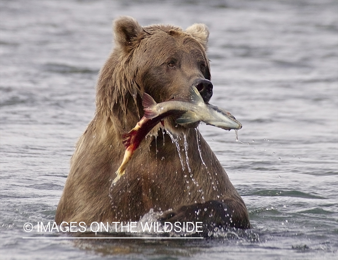 Brown Bear with sockeye salmon catch in habitat.