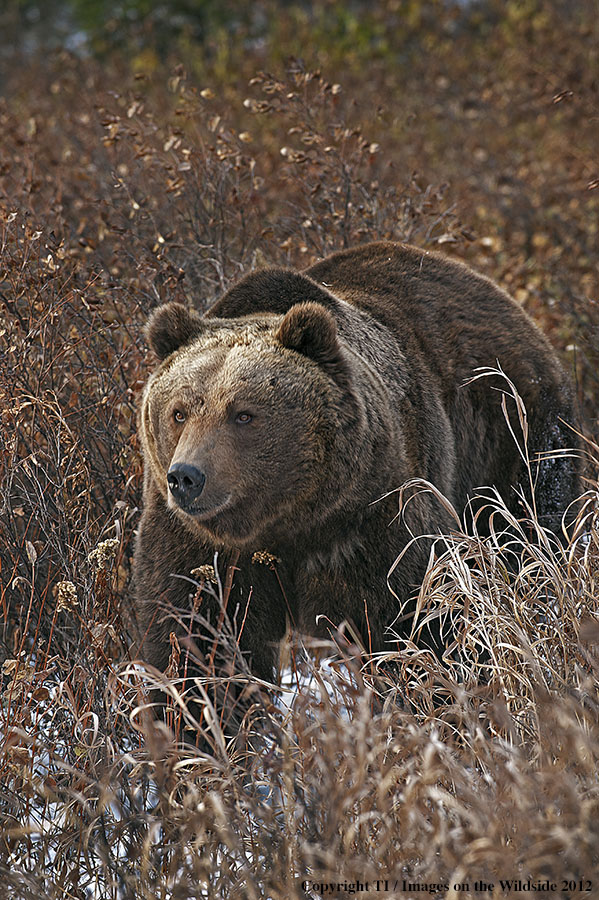 Grizzly Bear in habitat.