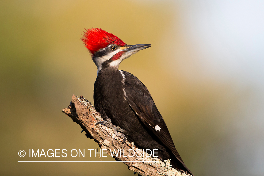 Pileated woodpecker in habitat. 