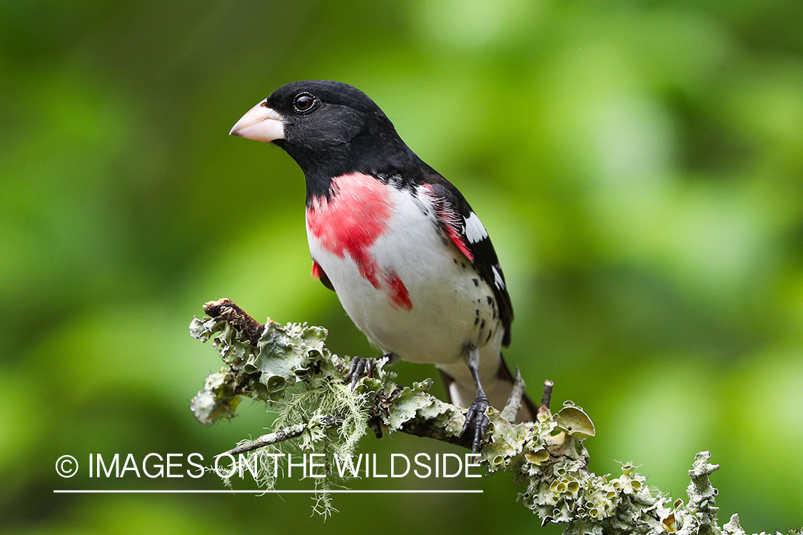 Rose-breasted grosbeak in habitat.