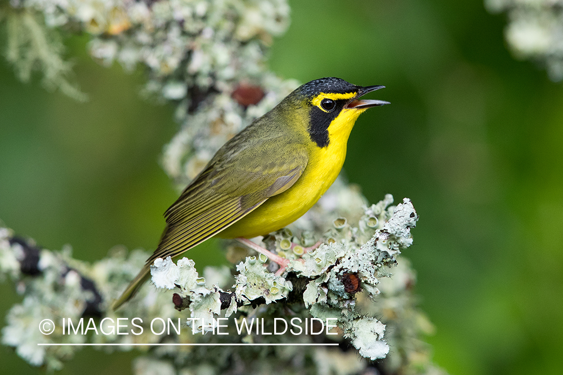 Kentucky Warbler on branch.