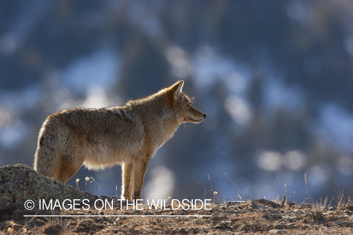 Coyote in habitat.