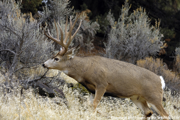 Mule buck in habitat. 