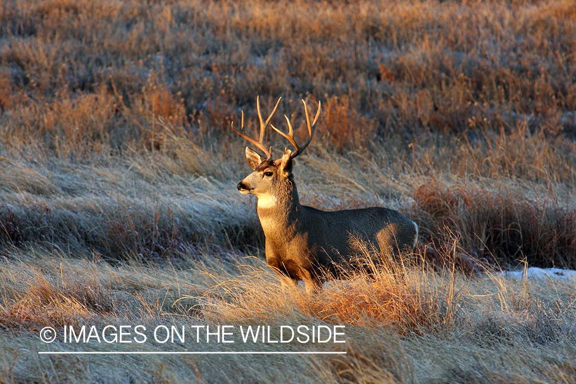 Mule deer buck in habitat. 