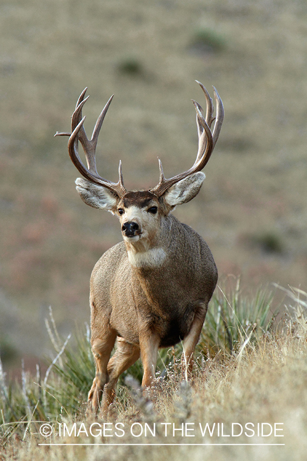 Mule Deer buck in habitat.