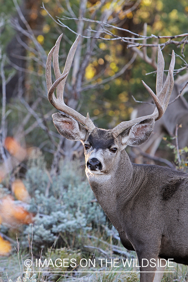 Mule deer buck in habitat.