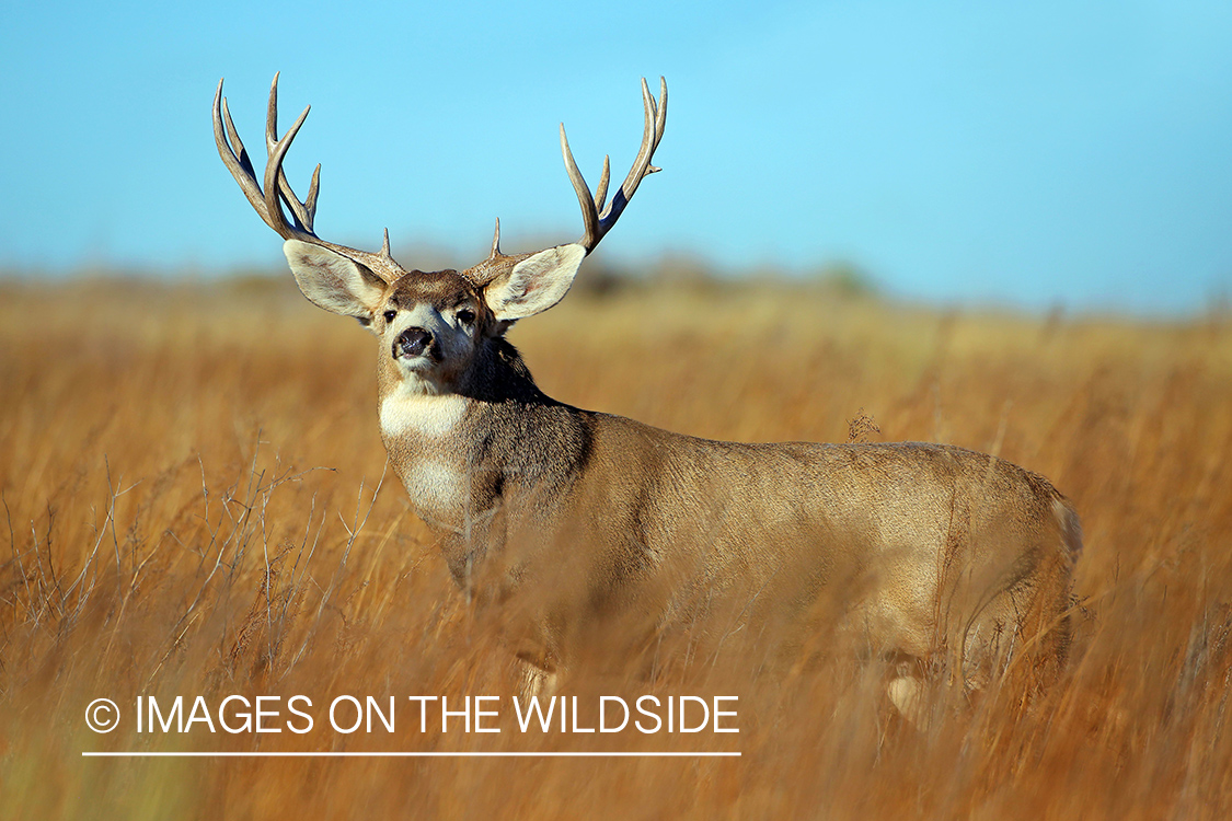 Mule deer buck in field.