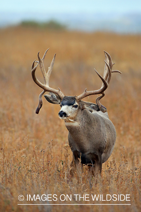 Mule deer buck.