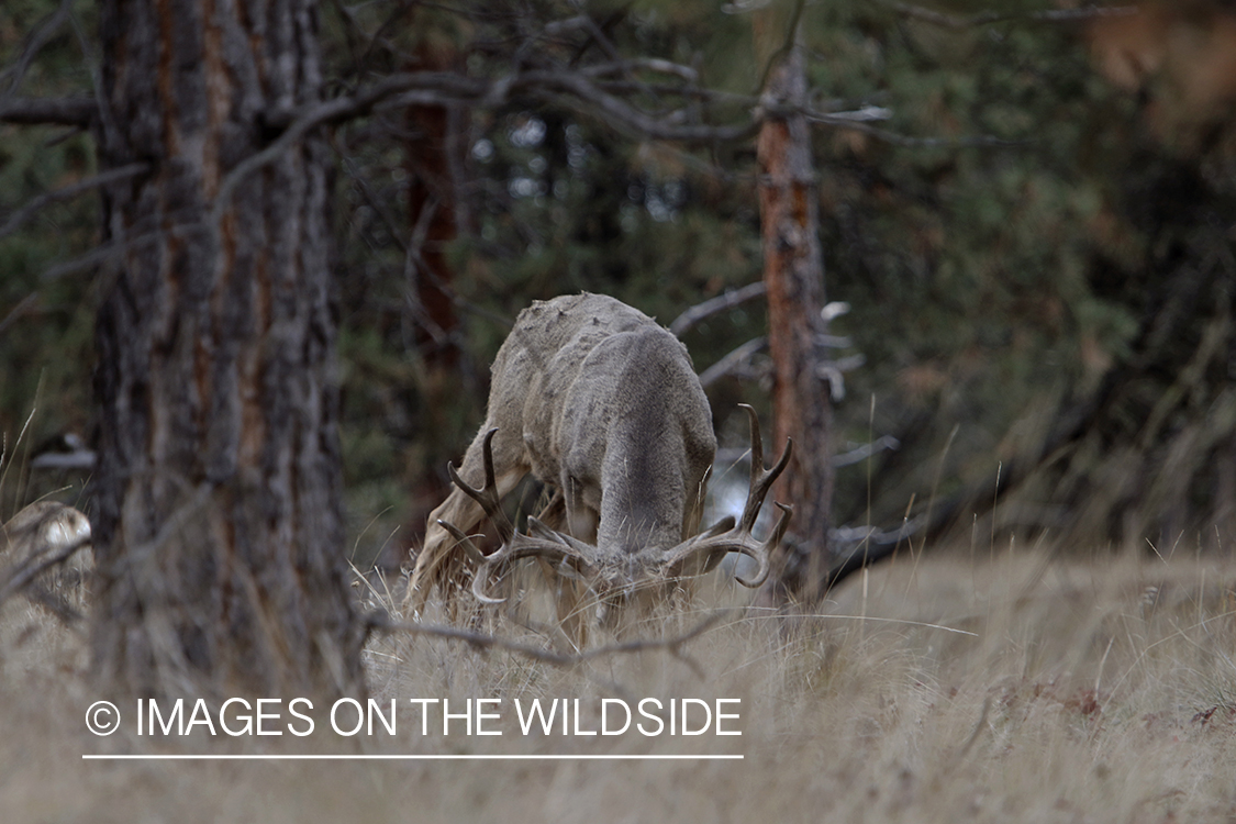 Mule deer buck with head down in field.